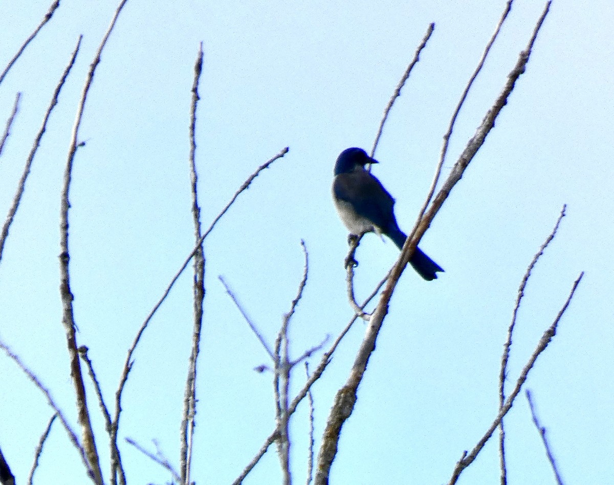 California Scrub-Jay - ML644037880