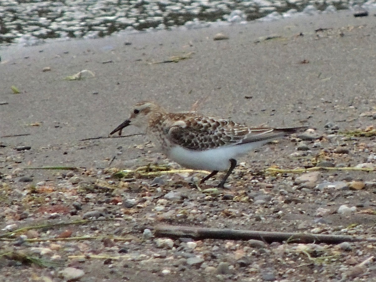 Baird's Sandpiper - ML644037882