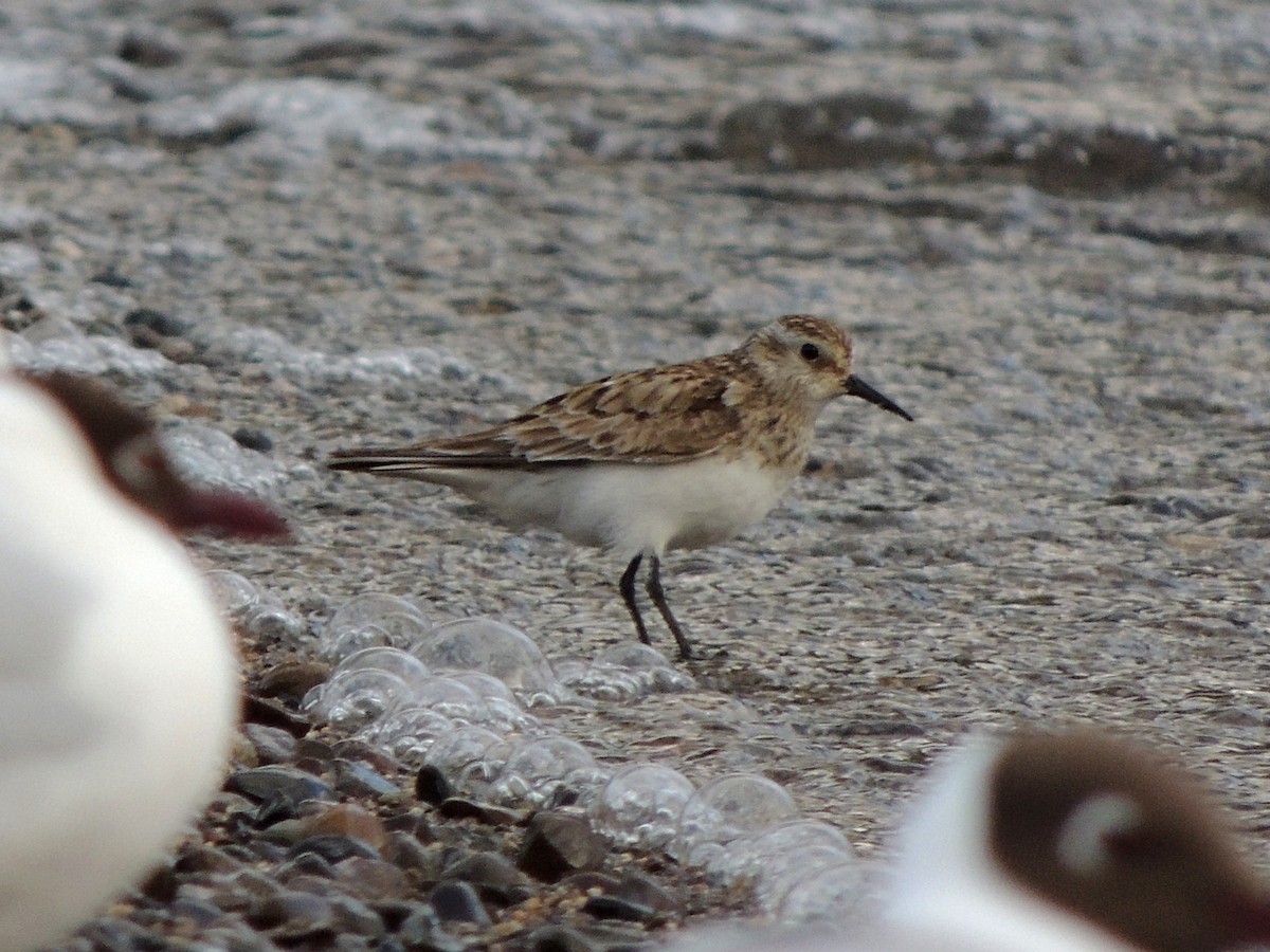Baird's Sandpiper - ML644037884