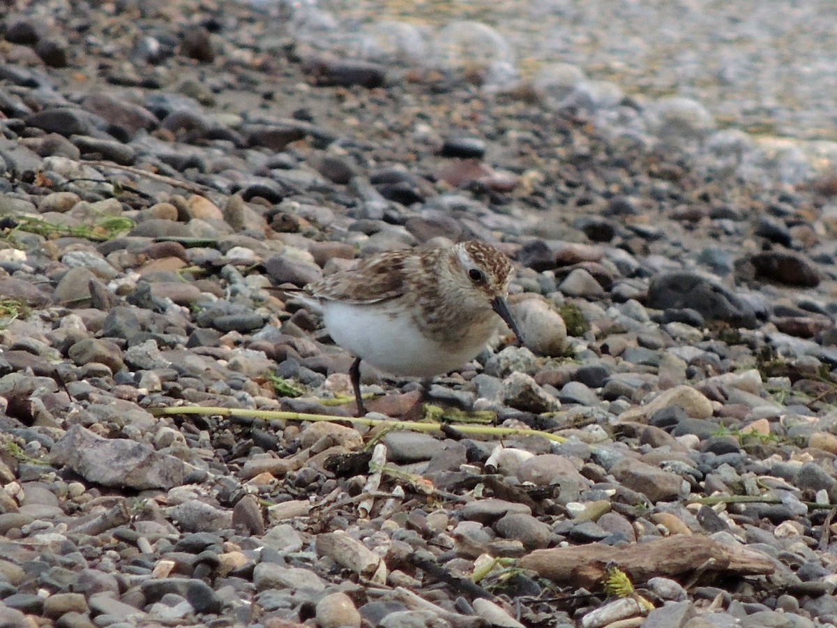 Baird's Sandpiper - ML644037886