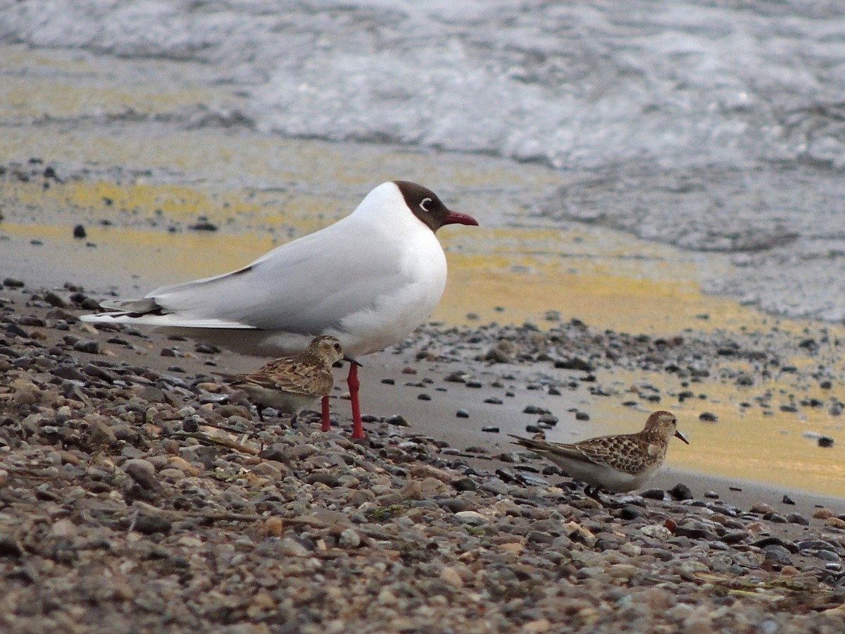 Baird's Sandpiper - ML644037887