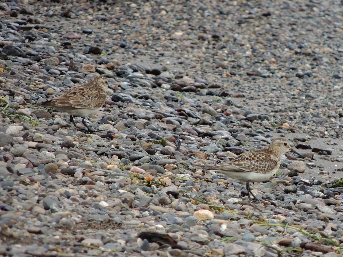 Baird's Sandpiper - ML644037888