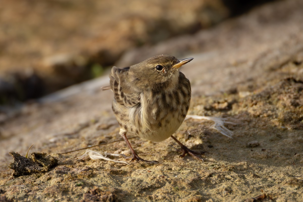Rock Pipit - ML644037901