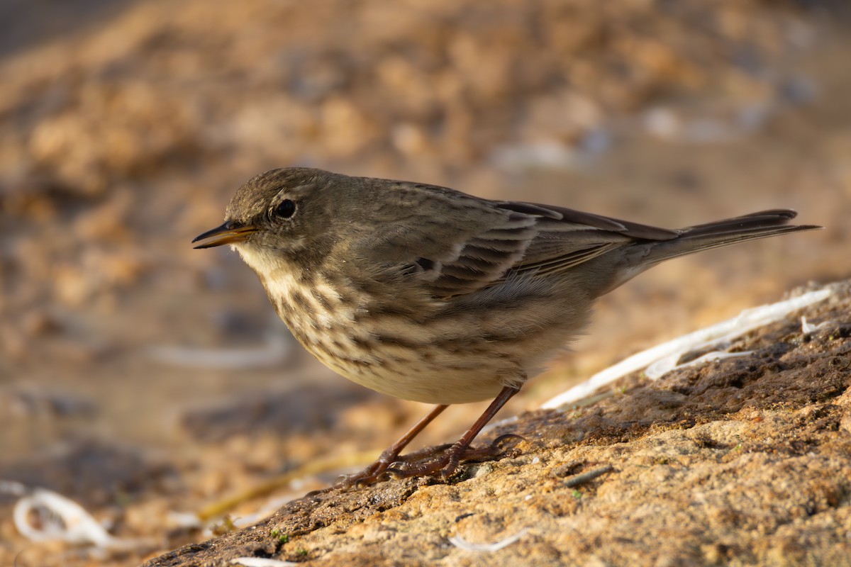 Rock Pipit - ML644037902