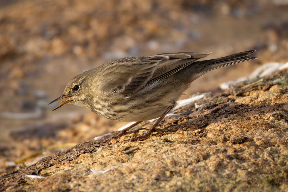 Rock Pipit - ML644037903