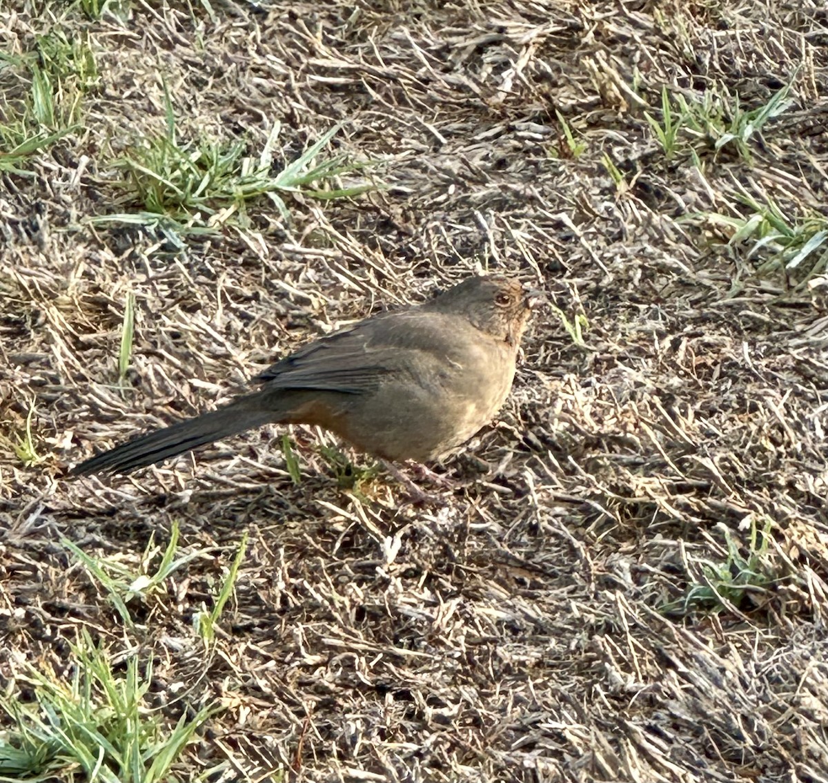 California Towhee - ML644037904