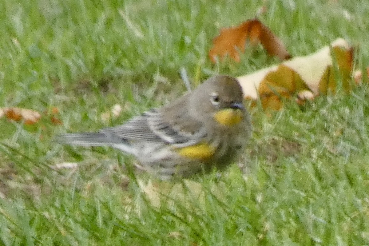Yellow-rumped Warbler - ML644037913