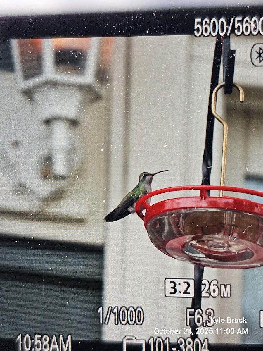 Broad-billed Hummingbird - ML644037946