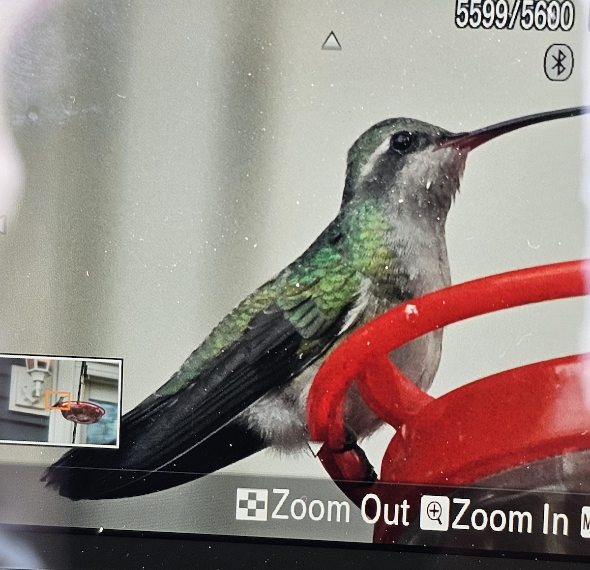 Broad-billed Hummingbird - ML644037947