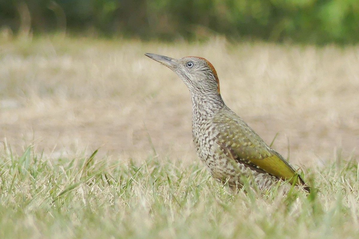 Eurasian Green Woodpecker - ML644037959