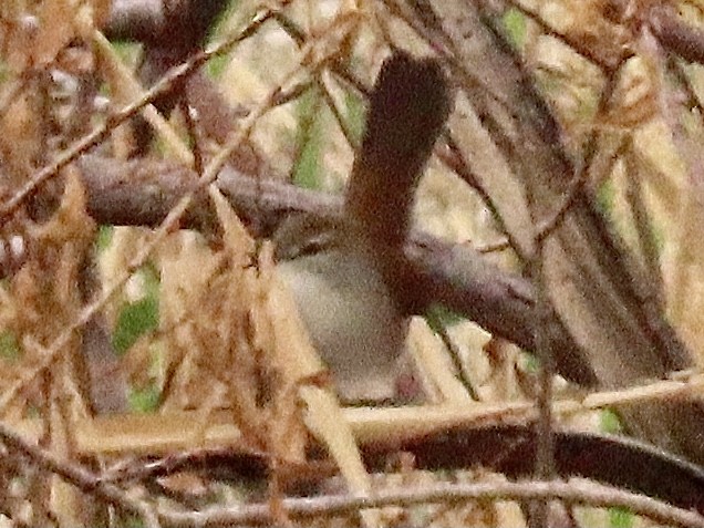 Errekatxindorra - ML644037964