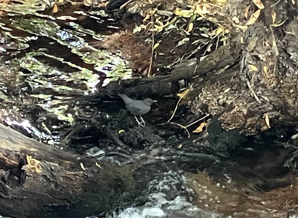 American Dipper - ML644037968