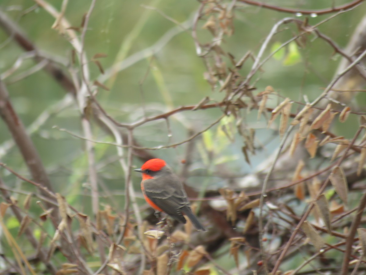 Vermilion Flycatcher - ML644037972