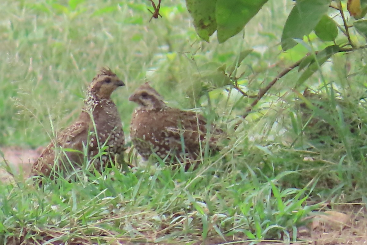 Spot-bellied Bobwhite - ML644037978