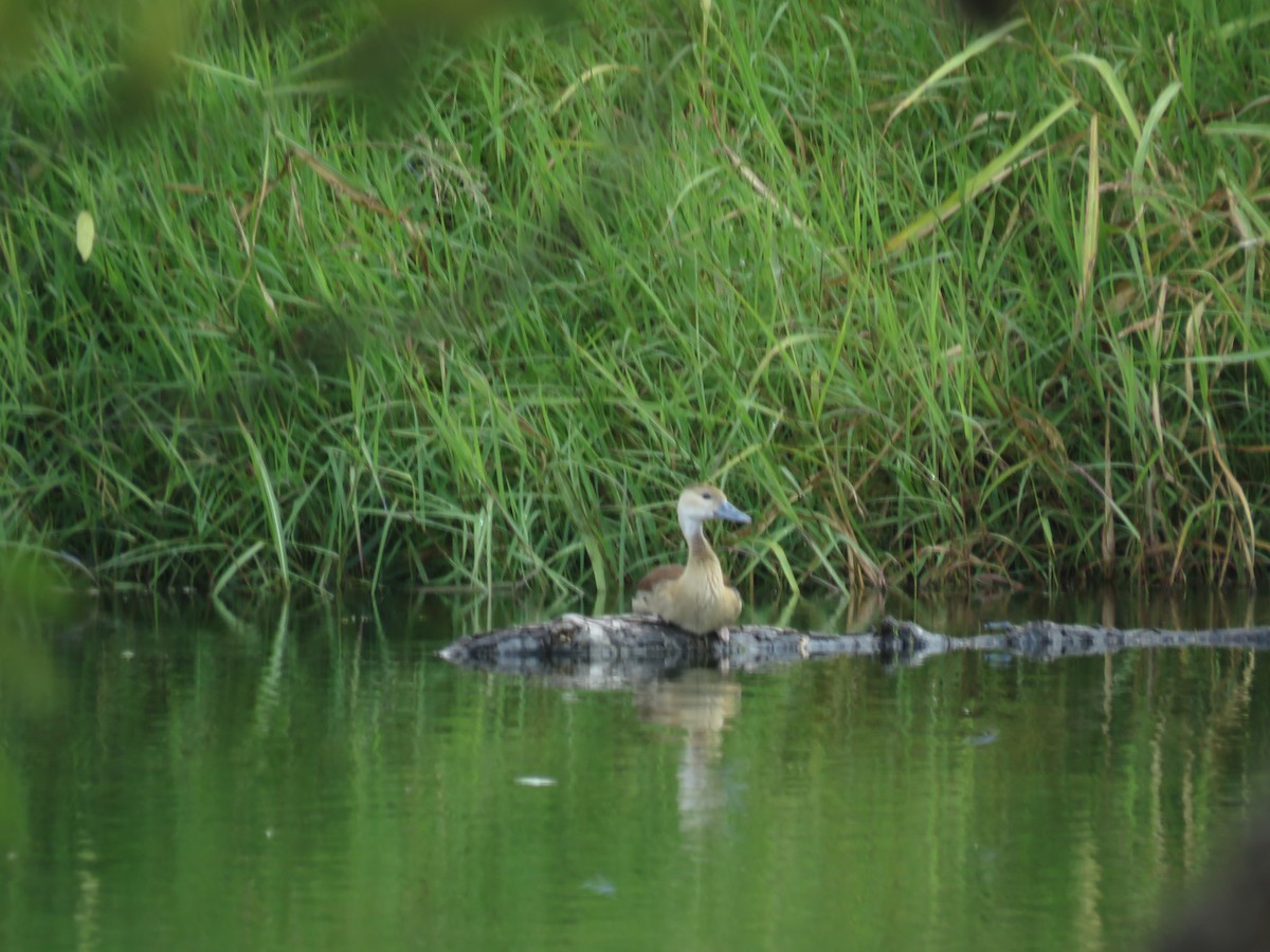 husička sp. - ML644037981