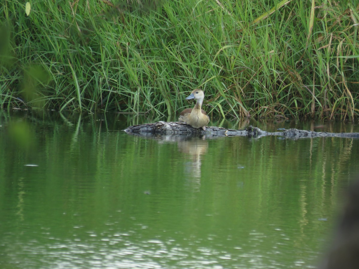 husička sp. - ML644037984