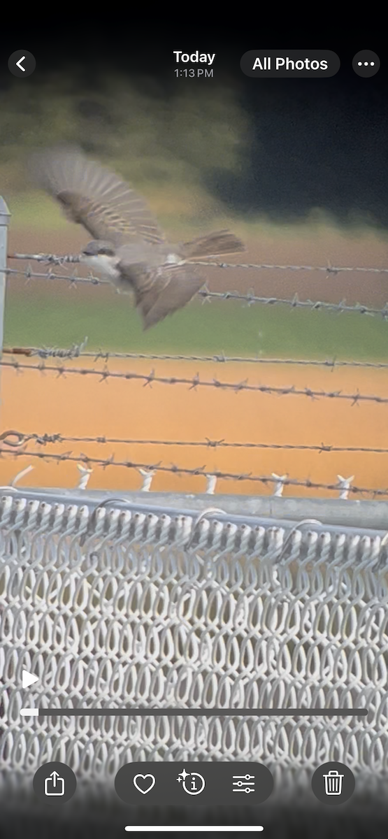 Gray Kingbird - ML644037986