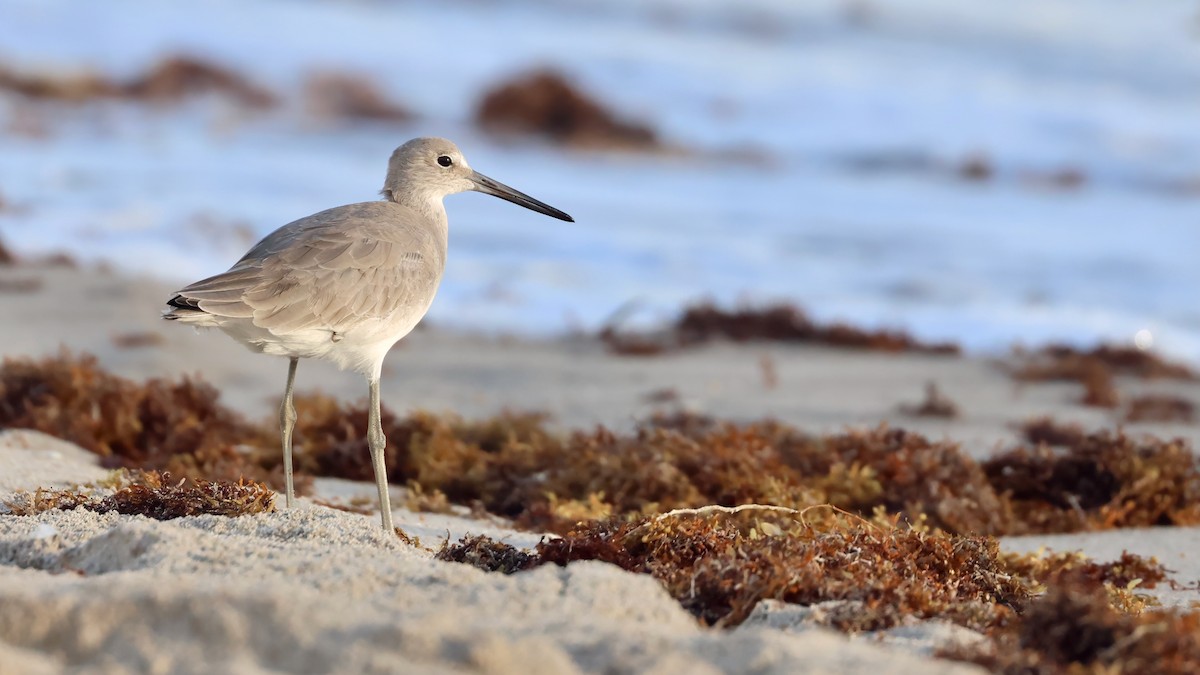 Willet - ML644037991