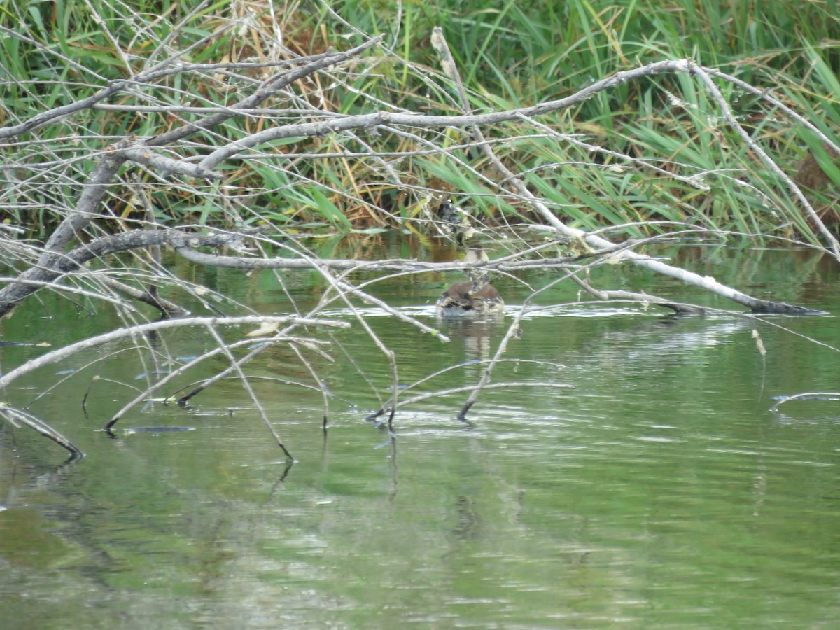 husička sp. - ML644037994