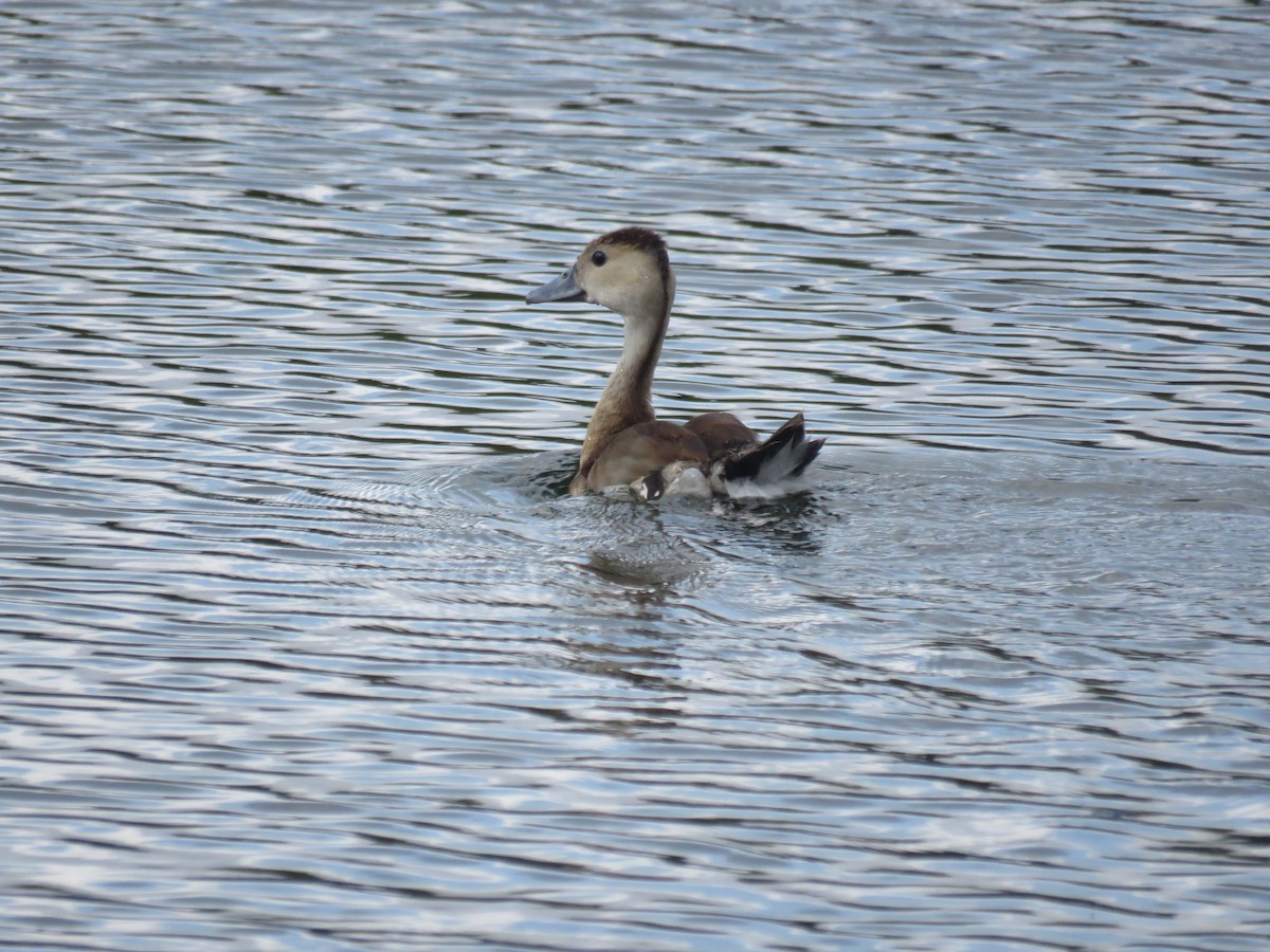 husička sp. - ML644038007