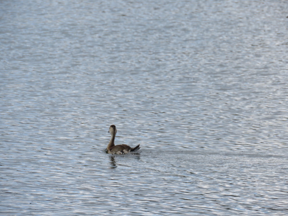 husička sp. - ML644038013