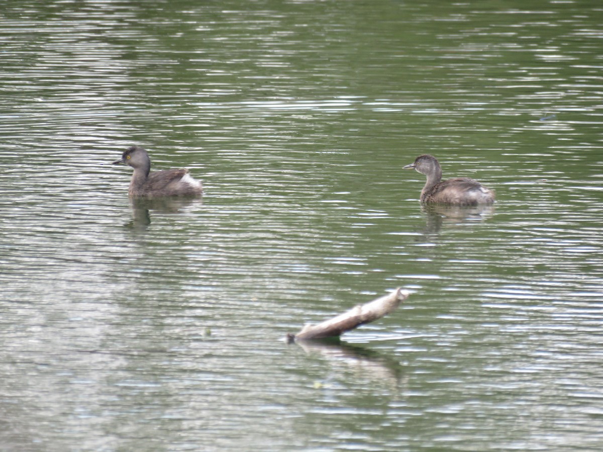 Least Grebe - ML644038017
