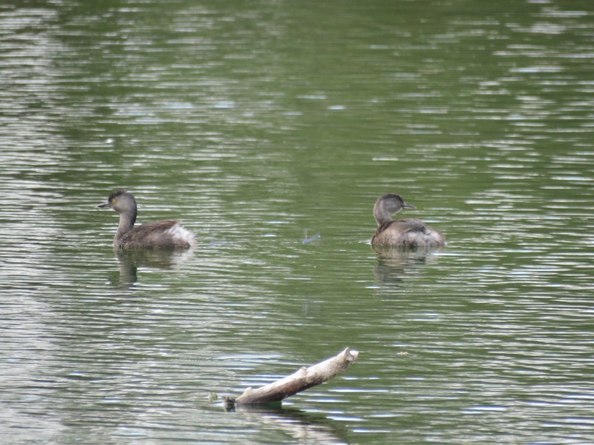 Least Grebe - ML644038018