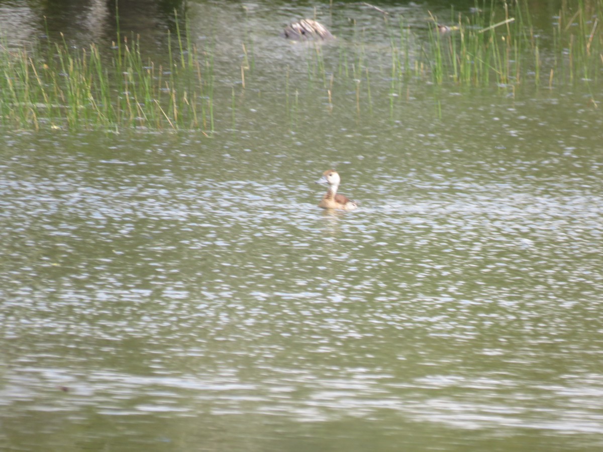 husička sp. - ML644038020