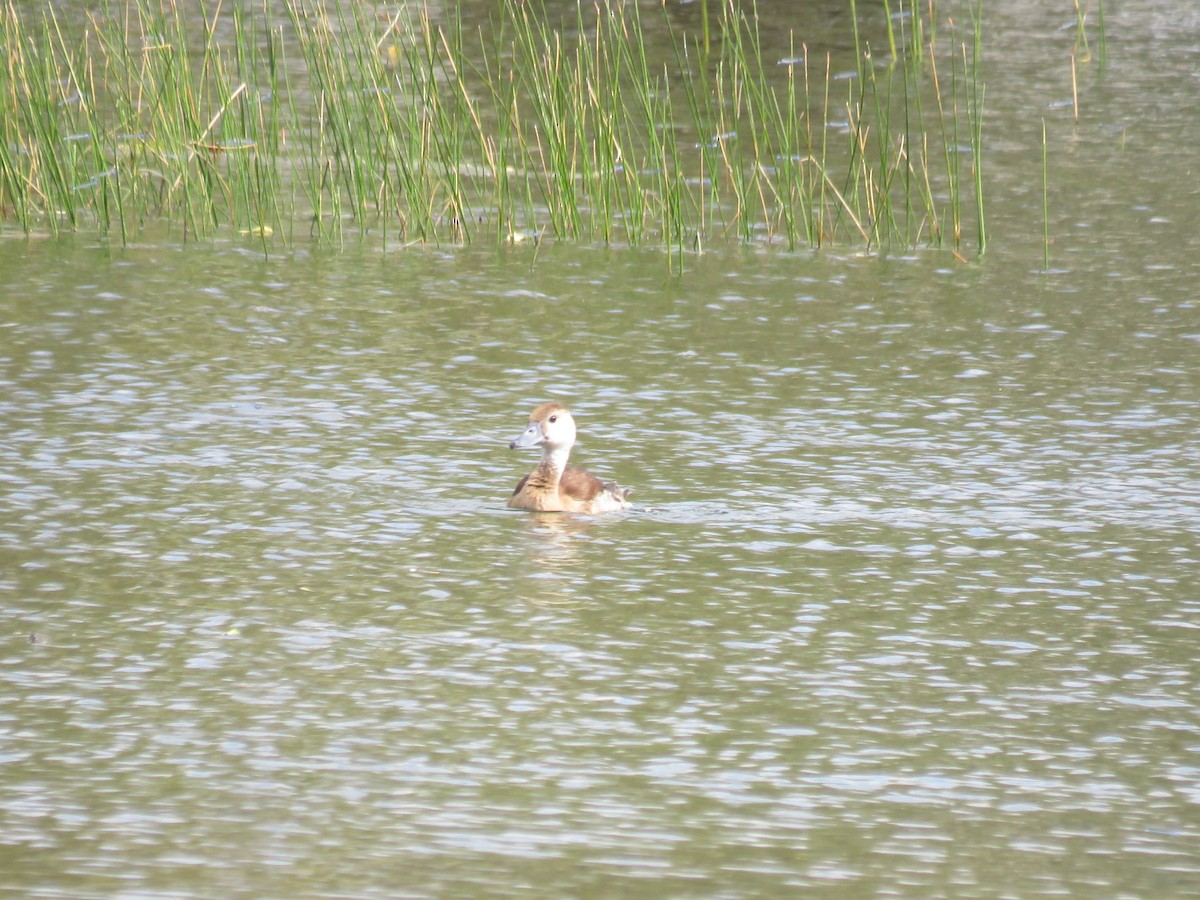 husička sp. - ML644038025