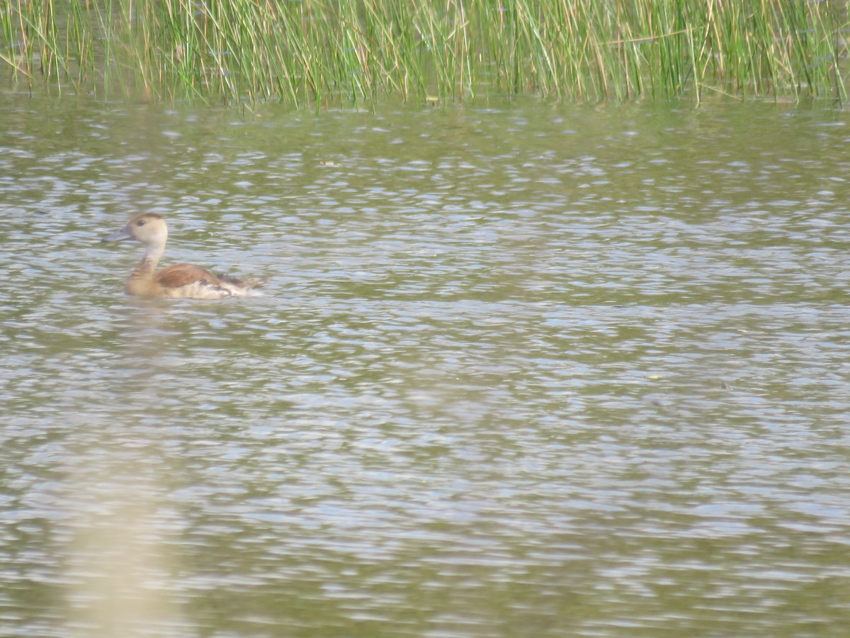 husička sp. - ML644038030