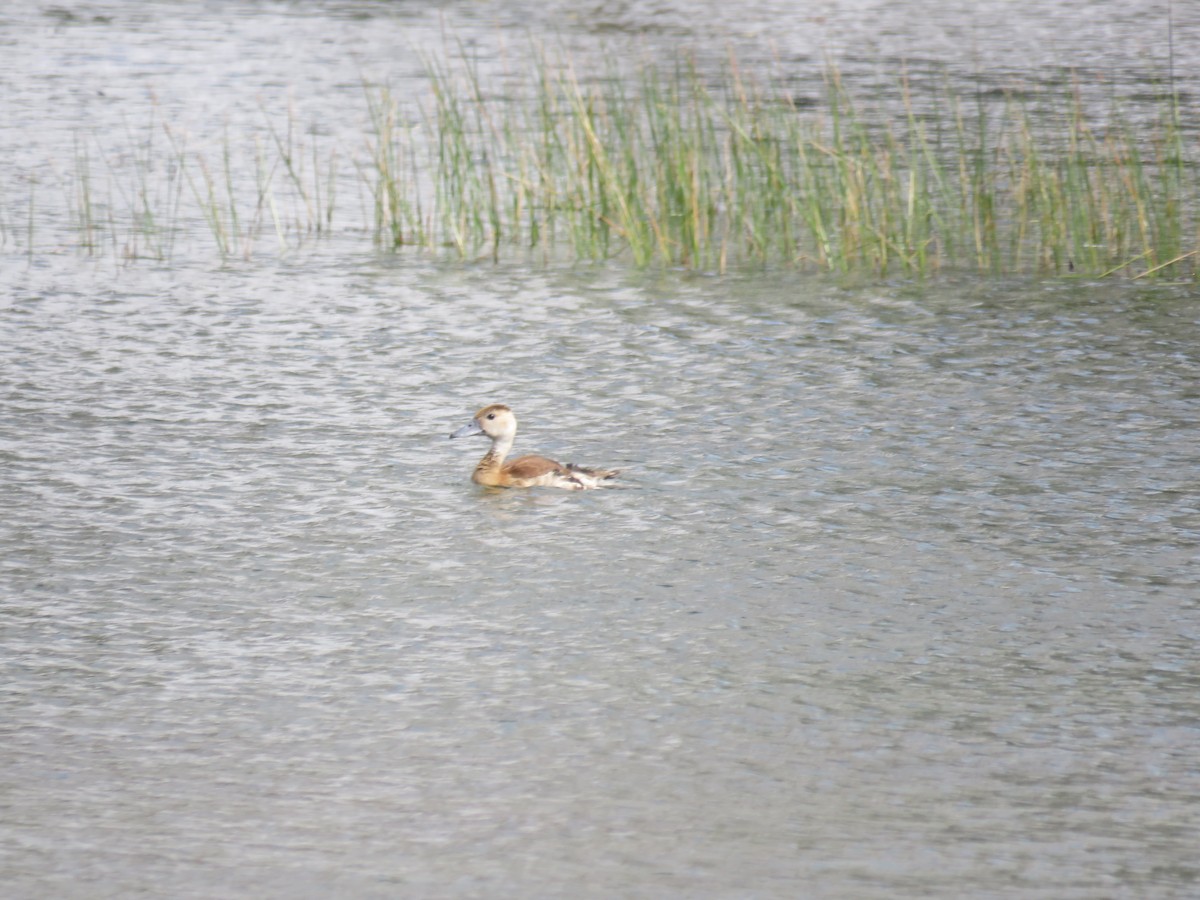 husička sp. - ML644038035