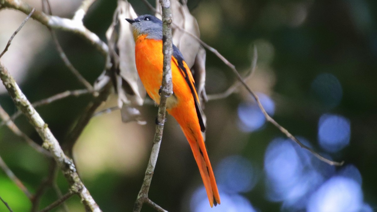 Minivet mandarin - ML644038038