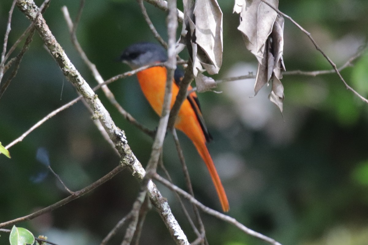 Minivet mandarin - ML644038039
