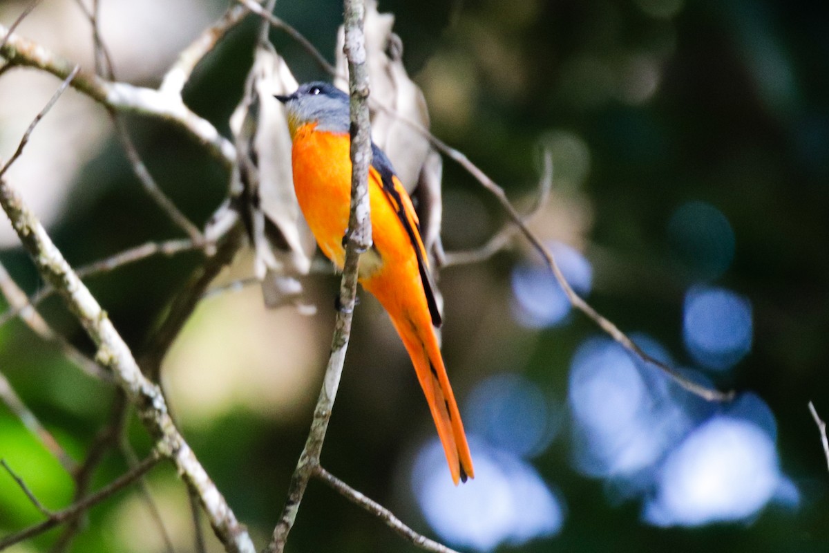 Minivet mandarin - ML644038040