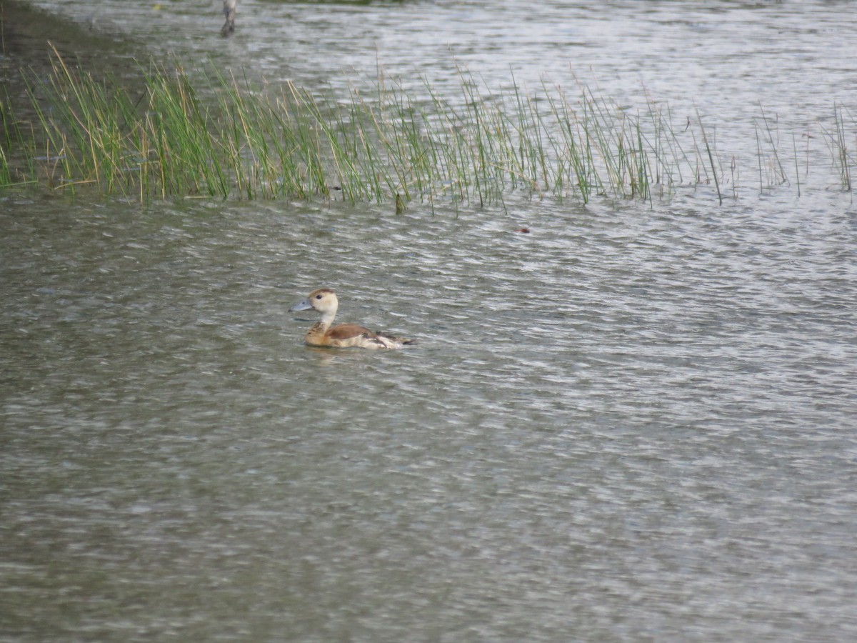 husička sp. - ML644038043