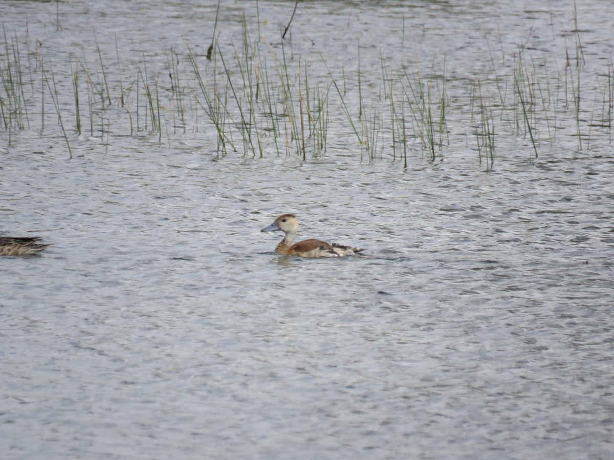 husička sp. - ML644038047