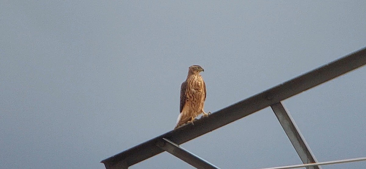 Eurasian Goshawk - ML644038067