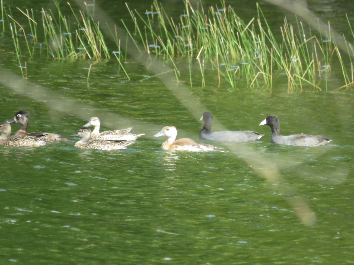 husička sp. - ML644038068