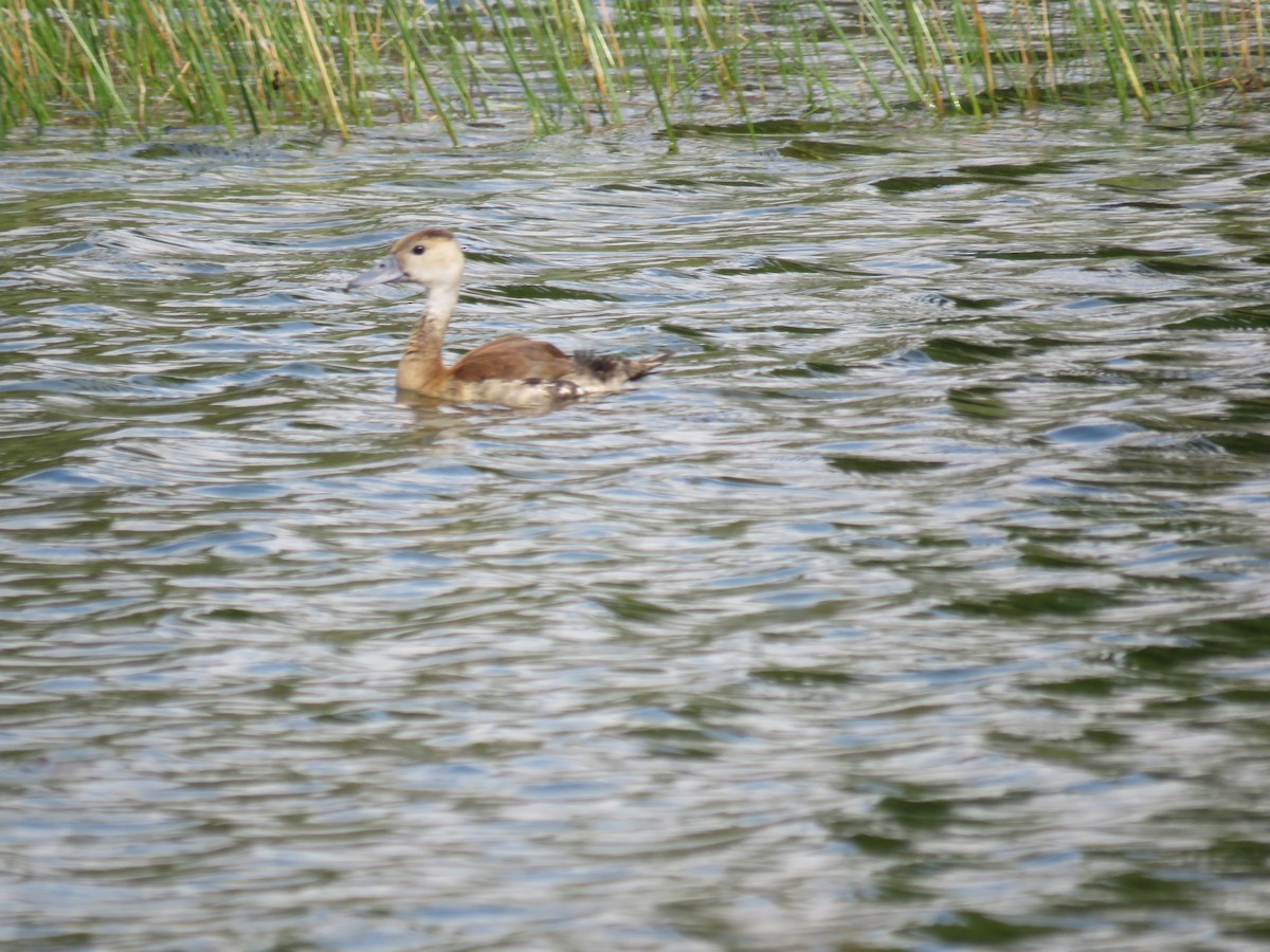 husička sp. - ML644038071