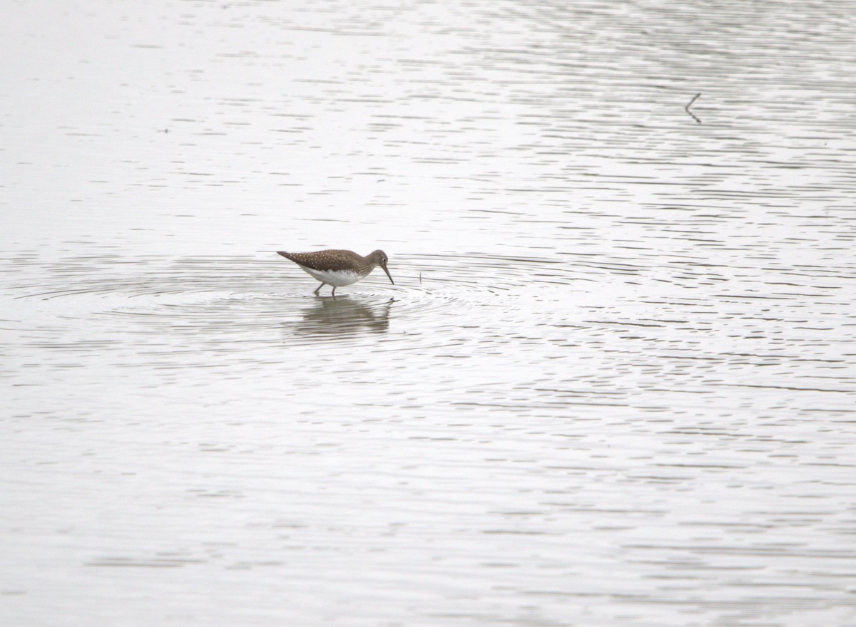Green Sandpiper - ML644038073