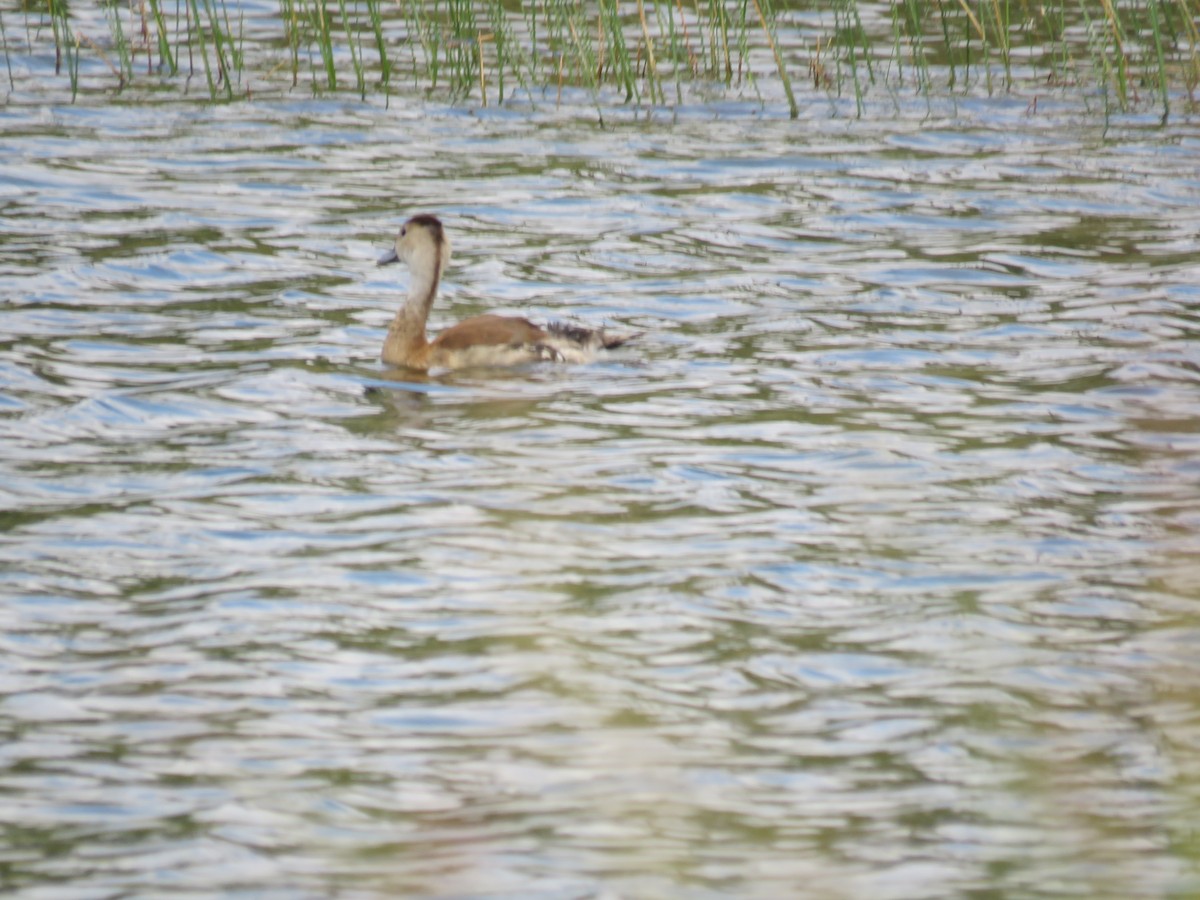 husička sp. - ML644038076