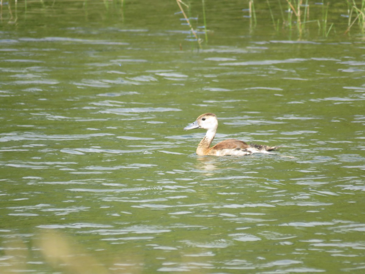 husička sp. - ML644038079