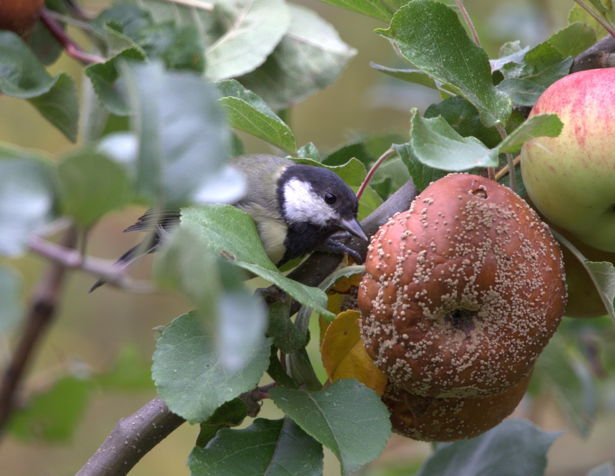 Great Tit - ML644038094