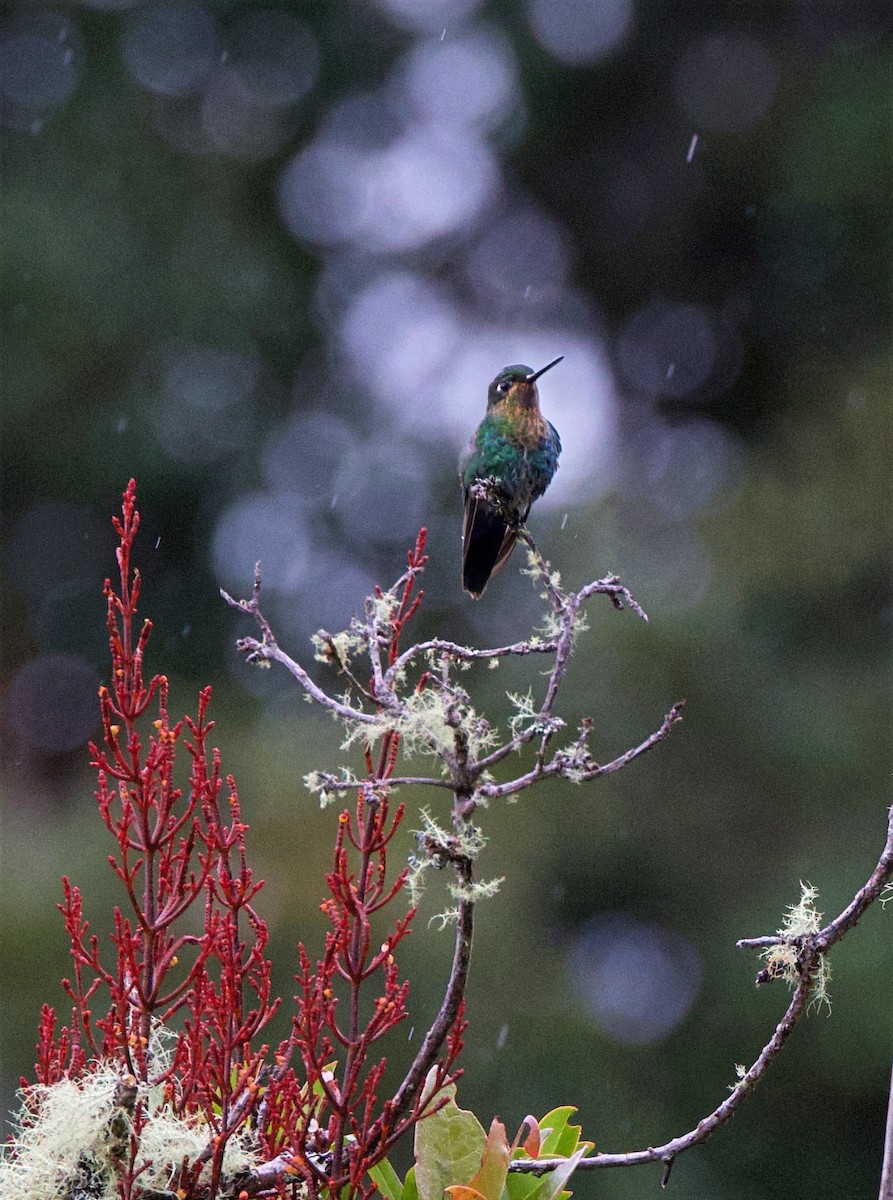 Glowing Puffleg - ML644038103