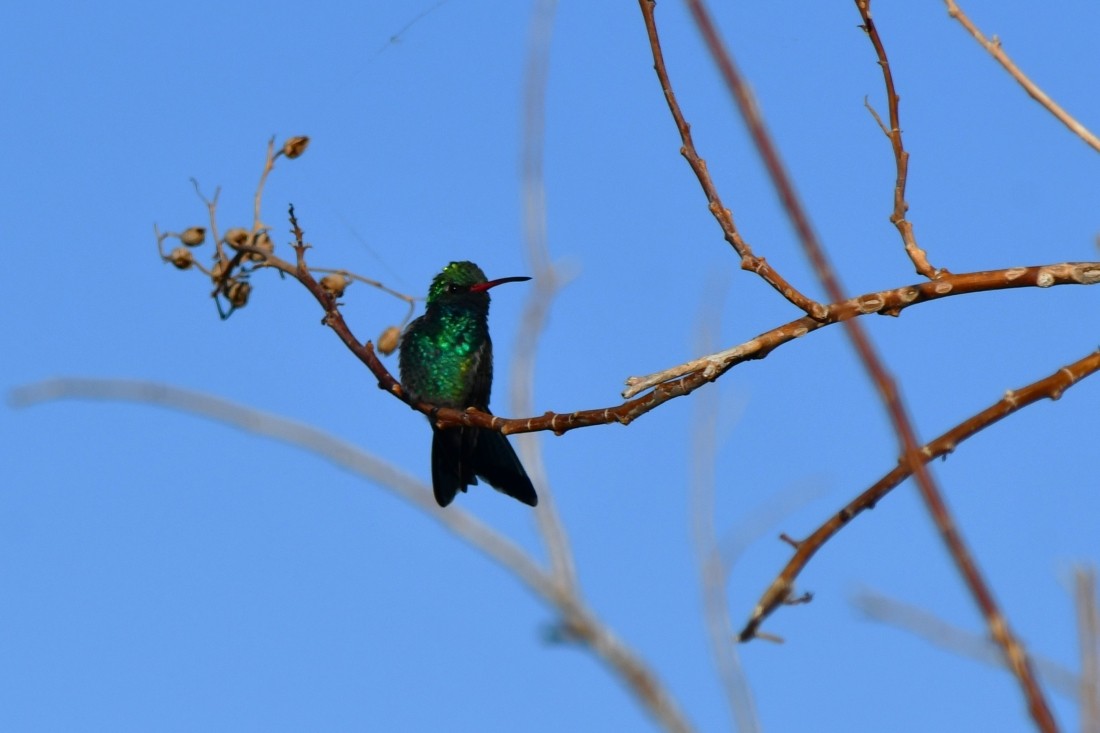 Broad-billed Hummingbird - ML644038104