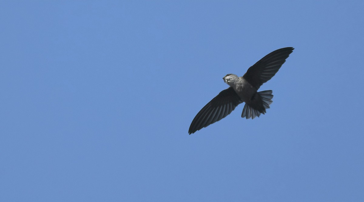 Vaux's Swift - ML644038105