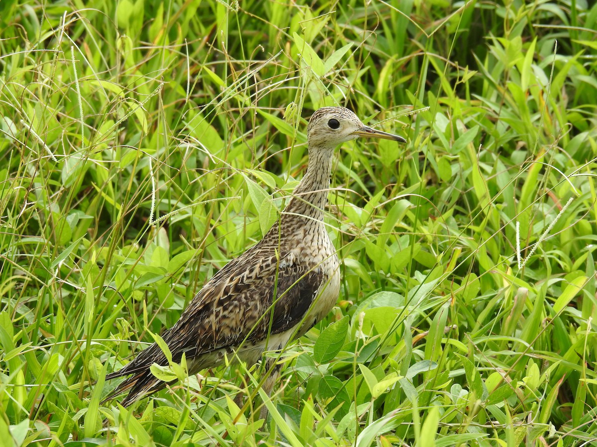 Upland Sandpiper - ML644038107