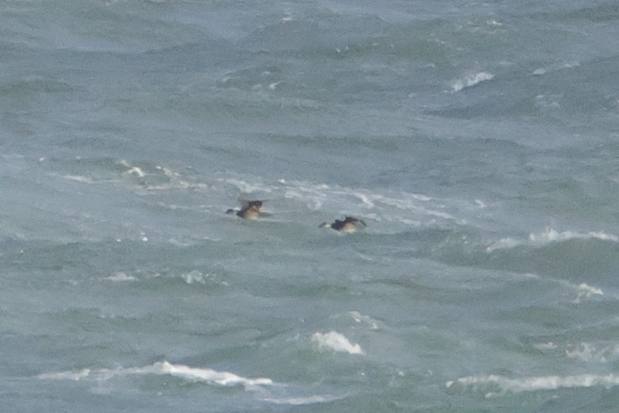 Common Scoter - ML644038108