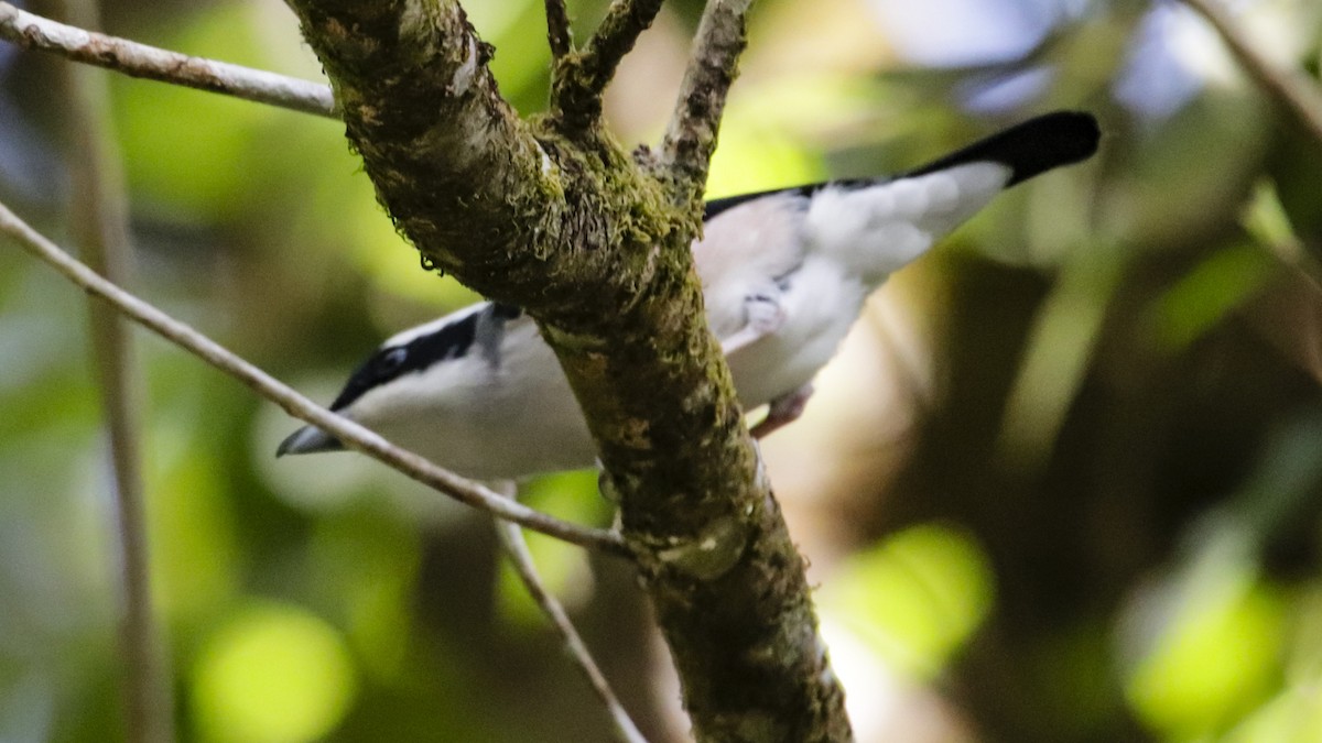 White-browed Shrike-Babbler - ML644038110
