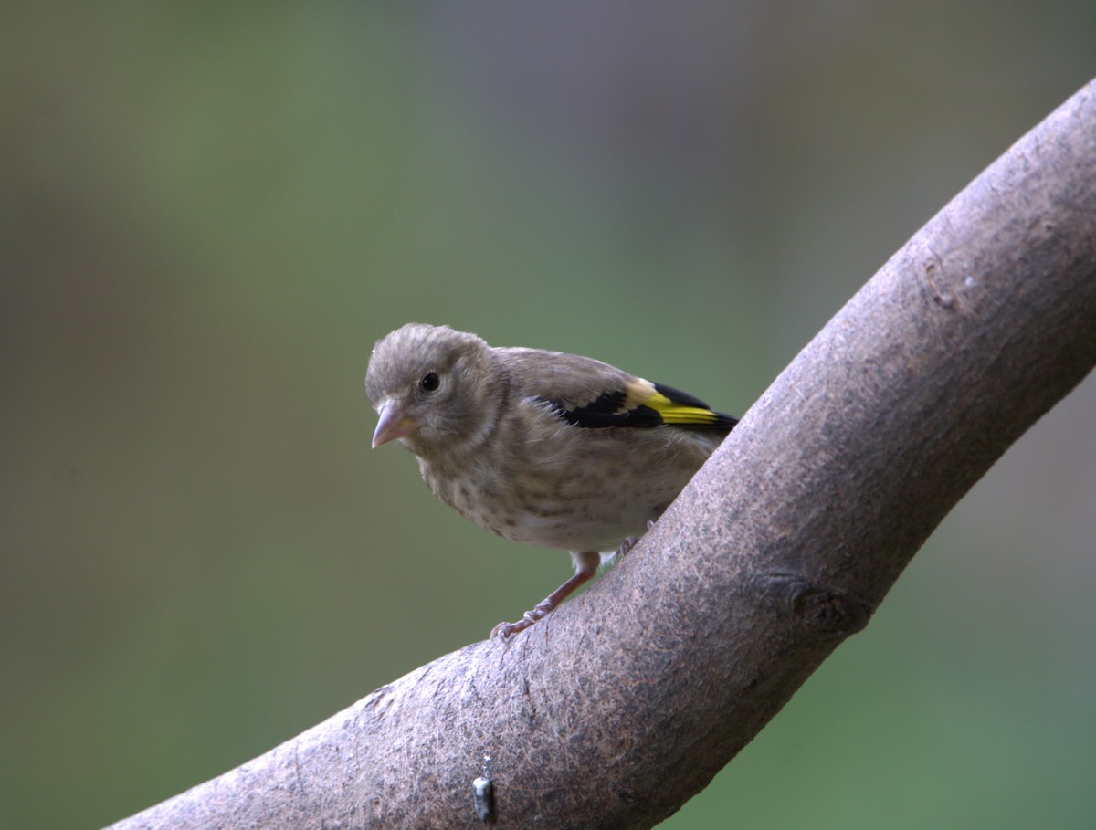 European Goldfinch - ML644038128